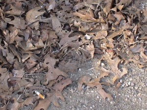 photo - litter layer, leaves, cigarette, fire hazard, Framingham, MA (USA) Spring, 2010